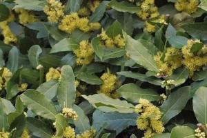 Loại lá dân dã của Việt Nam, sang Mỹ giá 2 triệu đồng/kg