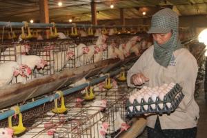 Trứng gà giả, thiệt hại thật: Hộ chăn nuôi, trang trại lo... phá đàn