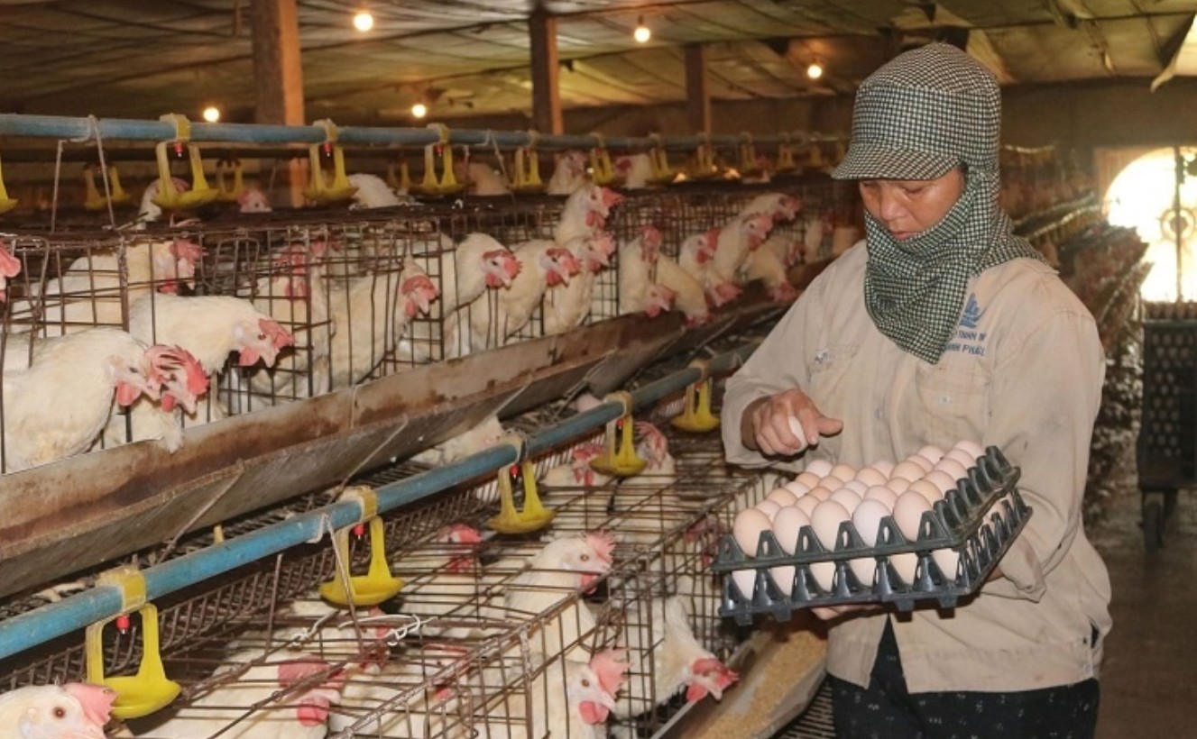 Trứng gà giả, thiệt hại thật: Hộ chăn nuôi, trang trại lo... phá đàn